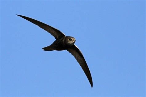 Nyanza Swift (Apus niansae niansae) in Solulta, Ethiopia