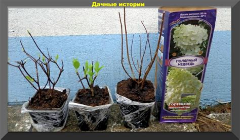 ДАЧНЫЕ ИСТОРИИ - НАУЧНАЯ БИБЛИОТЕКА ДАЧНИКА И СОВЕТЫ ПРОФЕССИОНАЛОВ