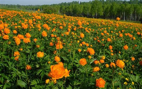 Цветы жарки сибирские - 62 фото