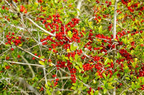 How To Grow And Care For Yaupon Holly