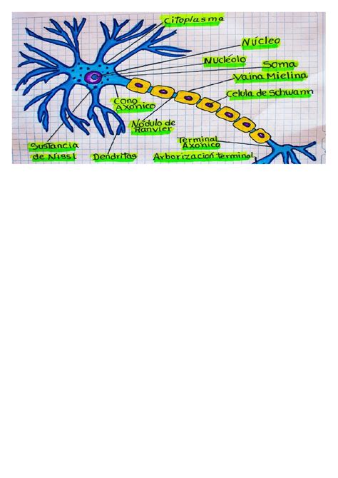 Antibi Ticos Hablar Guau Las Partes De La Neurona Son Molde Roc O Memorizar