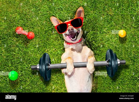 Dog park agility equipment hi-res stock photography and images - Alamy