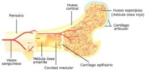 Trabeculas Osseas - Trabéculas: qué son, función, importancia y consideraciones clínicas
