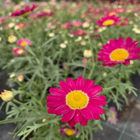 Аргирантемум Argyranthemum купить в Питомнике Вашутино