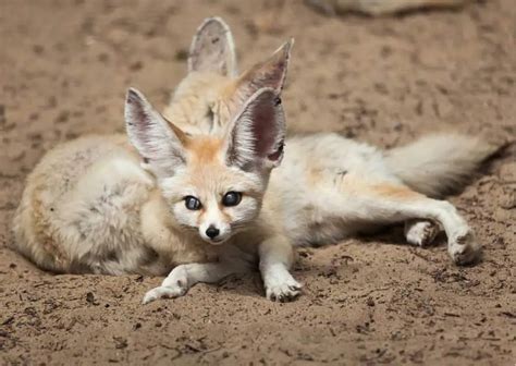 Fennec Fox Facts - AnimalBehaviorCorner