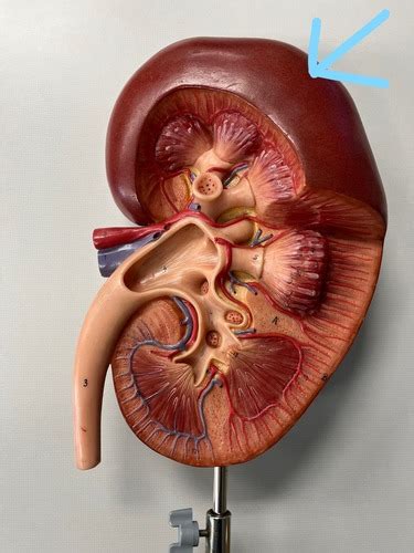 Urinary System Lab Practical Flashcards Quizlet