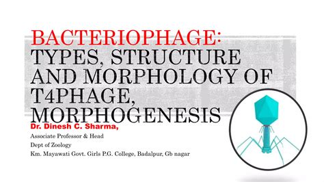Bacteriophage Types Structure And Morphology Of T4 Phage