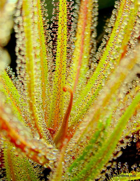 sundews plant