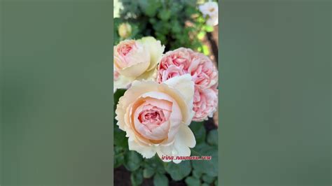 Роза Филинг. Feeling- переводится чувство. Прекрасная Роза вызвала ...