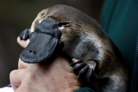 question hidden   platypus genome    weird