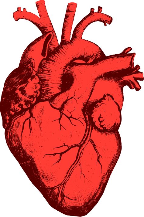 heart realistic drawing 8