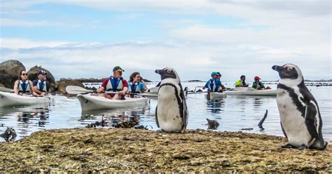 Boulders Beach Penguin Colony: Kayak Trip - Cape Town, South Africa ...