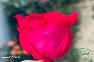 Mini Roze Warmi Hot Pink Pin03