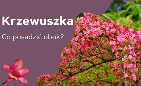 Co Posadzi Obok Krzewuszki Cudownej W Ogrodzie Gardeneo