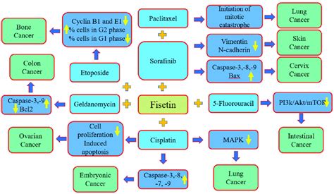 Synergistic Role Of Fisetin With Cancer Drugs Natural Compounds Up