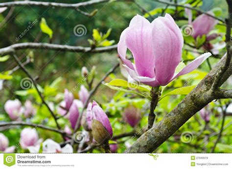 Magnolia X Soulangeana Stock Image 53779999