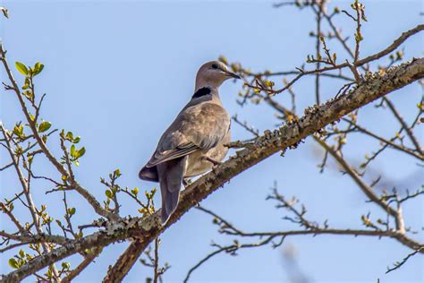 Ring-necked Dove (Streptopelia capicola) | Wildlife Vagabond