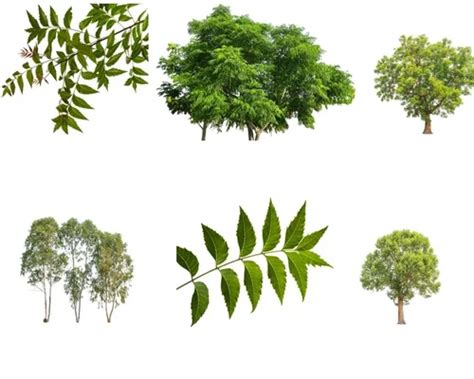 leaves bark fruits   branches   tree  full