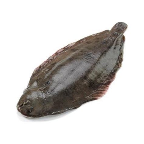 sea catch fishes sealine seafood trading llc