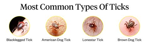 how to identify ticks on dogs