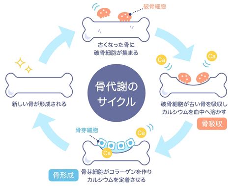 骨芽細胞とは？わかりやすく解説！破骨細胞との違いや働き、活性化させるホルモン、骨再生医療での役割について | コラム | TOKYOひまわりクリニック