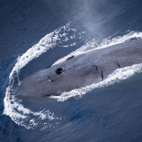 Largest Blue Whale