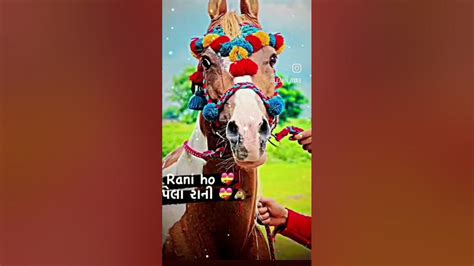 🐴અસ્વ પ્રેમી‌ 🥰 વિડીયો ગમેતો લાઈક‌ કરો અને સેર કરો 👍♥️ Youtube