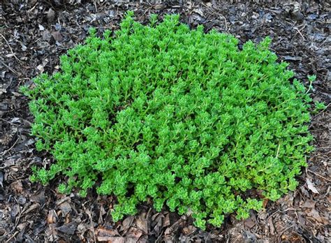 Veronica Tidal Pool Pp23341 Tidal Pool Speedwell Plant Lust
