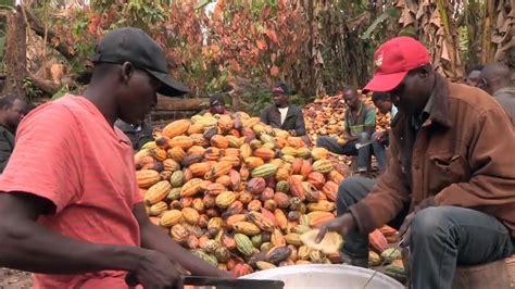 La Culture Du Cacao Au Ghana Youtube