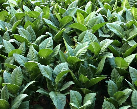 Tobacco Leaf | Premium Tobacco Group