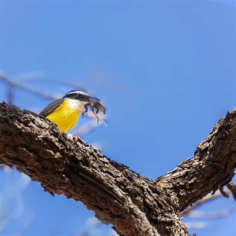 Foto bem te vi Pitangus sulphuratus Por Valéria Boldrin Wiki Aves