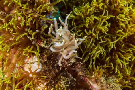 Yellow Tipped Phyllodesmium Phyllodesmium Briareum A Sea Slug Or An