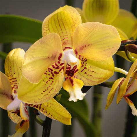 Why Your Orchid Stem Is Turning Yellow Common Causes And Solutions