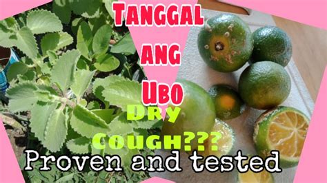 Anong Herbal Medicine Na Mabisa Para Sa Ubo Youtube