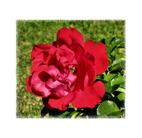 rose du sud photo  image fleurs roses fleurs arbres images