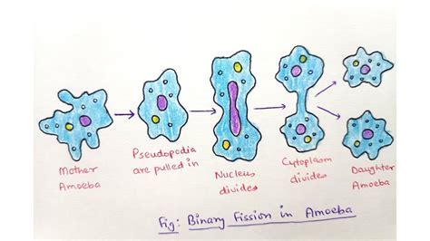 How To Draw Binary Fission In Amoeba Step By Step Drawing For Beginners Youtube