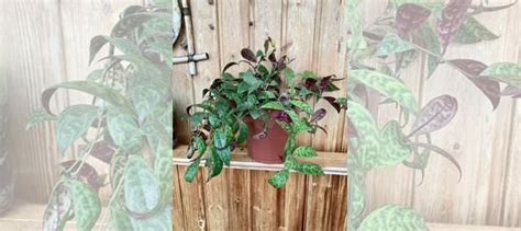 Эсхинантус мраморный купить в Москве | Товары для дома и дачи | Авито