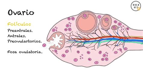 Anatomía Reproductiva de la Hembra Reproducción Animal YouTube