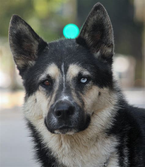 Husky German Shepherd Mix