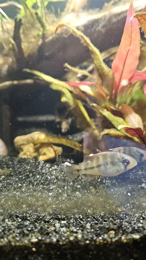 Unexplained Fish Deaths : r/Aquariums
