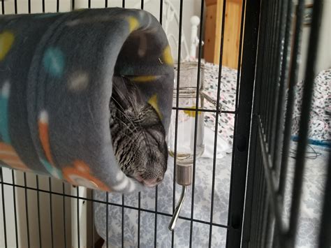 best chinchilla sleeping too much easily 6