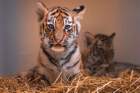 Toledo Zoo Reveals The Names Of Their Twin Siberian Tiger Girl Cubs