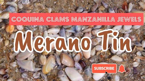 Coquina Clams Collecting Trinidad And Tobago East Coast Youtube