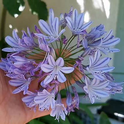 Агапантус: виды, выращивание и уход - Flowers.ua