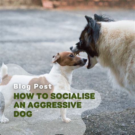 how to socialise an aggressive dog