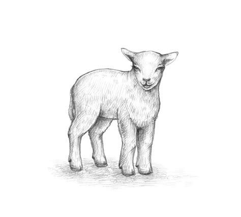 Baby Lamb Sketch at PaintingValley.com | Explore collection of Baby ...