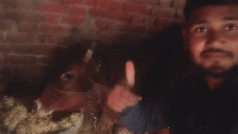 Gay Ki Seva Kaise Ki Jaati Hai Support YouTube