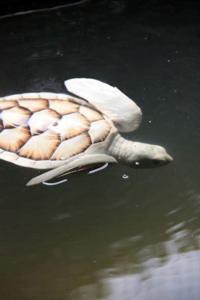 40+ Albino Sea Turtle Stock Photos, Pictures & Royalty-Free Images - iStock