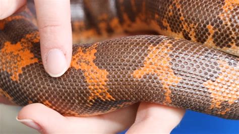 The Kenyan Sand Boa Youtube