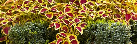 Do Coleus Like Sun Or Shade Complete Care Guide